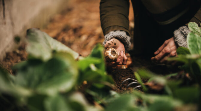 Skörda din ätbara trädgård!