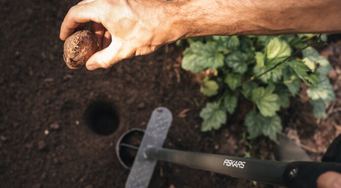 Förbered vårens trädgård redan på hösten